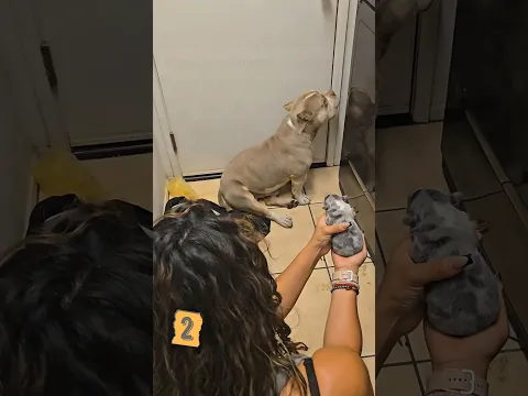 These Dogs Are NOT Ready for Puppies 😂🐶 #shorts #dog