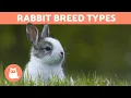 Download Lagu Different Types of RABBITS - Best Breeds