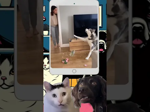 Bro said, wait let me explain 😭😂 | Huh?! #funnyshorts #funnypets