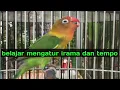 Download Lagu masteran khusus irama pelan dan tempo durasi super panjang