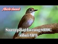 Download Lagu Suara pikat burung SRDC ribut mp3