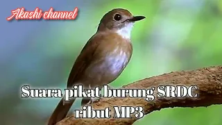 Download Suara pikat burung SRDC ribut mp3 MP3