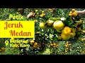 Download Lagu Panen jeruk Medan berbuah lebaaat.. sampai kebawah  di Berastagi. Teknik Okulasi