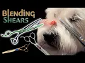 Helping you understand how to choose and use blending shears to groom dogs