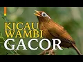 Download Lagu SUARA GACOR WAMBI RAJA KICAU SEBELUM MURAI BATU #shorts #shortvideo #birds #animals #suaraburung
