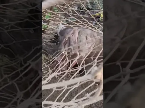 A real wild boar came to my village, how did it end up in jail?