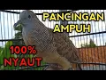 SUARA PERKUTUT BANGKOK GACOR INI PALING AMPUH UNTUK PANCINGAN SEMUA PERKUTUT PASTI NYAUT 