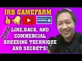 LINE BACK AND COMMERCIAL BREEDING TECHNIQUE AND SECRET S