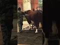 Download Lagu Veterinary staff, improved cows, improved cows 2568
