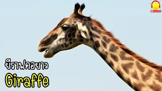 เพลงยีราฟ คอยาว Giraffe song🦒 รวมคลิปยีราฟตัวจริง Giraffe Funny