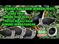 Download Lagu SUARA PIKAT BURUNG RUAK-RUAK ASLI SUARA JERNIH, TANPA IKLAN #12