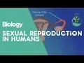 Download Lagu Sexual Reproduction Humans | Genetics | Biology | FuseSchool