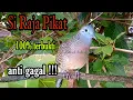 Download Lagu Perkutut lokal si Raja pikat 100% terbukti anti gagal
