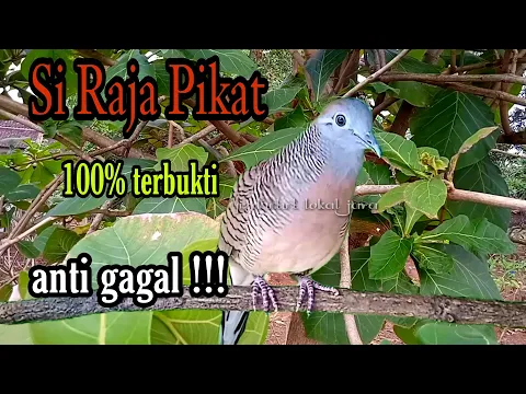 Download MP3 Perkutut lokal si Raja pikat 100% terbukti anti gagal