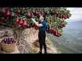 Lagu Harvesting Giant Rare Mountain Pear To Sell | Brave Woman Sells Out Fast