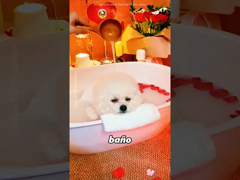 Este dueño culpó injustamente a este perro#shorts