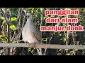 Download Lagu Perkutut Lokal Gacor alam liar iramanya BIKIN CEPAT NYAUT