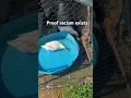 Download Lagu The size difference #lyrics #memes #black #ducks #viralshorts