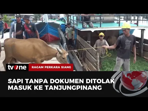 Tidak Memiliki Dokumen, Puluhan Sapi Asal Jambi Ditolak Masuk ke Tanjungpinang