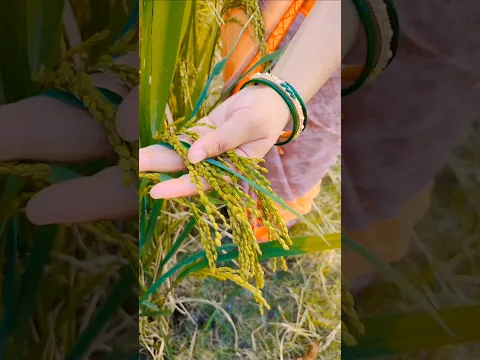 Maa k sath apne khet me🌾🌾#shortvideo#maa#youtube#viral#kheti