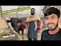 New Cow 😍 AUR New Haveli Visit Karne Gaye 🏚️ Zohaib Pendu 