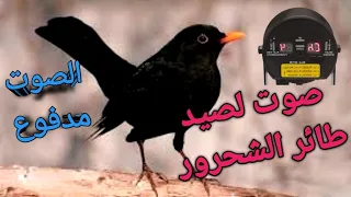 صوت لصيد طائر الشحرور مدفوع 2024 