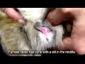 Download How to sex rabbits / bunny: Sexing rabbits: Male Vs Female - Newstead Vet mp4 3gp mp3 videos - waplic