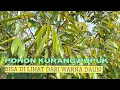 Lagu Tanda Pohon Butuh Masuk Pupuk Dapat Di Lihat Dari Warna Daun 