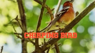 Download CHIRPING BIRD@SimplyLoona MP3