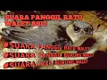 Download Lagu Suara Panggil Ratu Walet Asli (SUARA PANGGIL WALET)