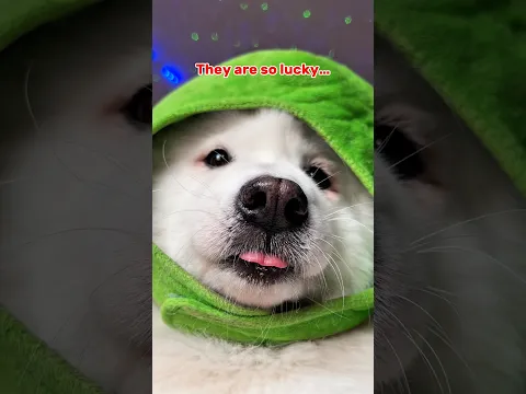 My Friends are so ✨LUCKY✨  #dogshorts #funny #cutedog #dog #pets #samoyed #puppy #cute #relatable