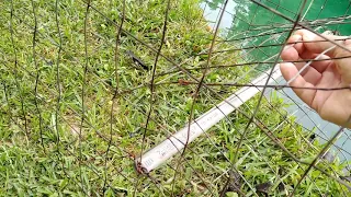 Turtle Trap