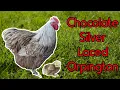 Chocolate Silver Laced Orpington Chickens