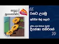 Download Lagu Nugasewana | Cake Design - Icing Flower Art - Dinesha Pathirage | 2025-07-14 | Rupavahini