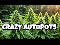 Autopots are CRAZY Humboldt All Gas OG is a Monster