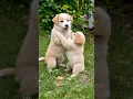 Download Lagu cute puppy adorable video #puppy #cute #pets #dog #animals #funny
