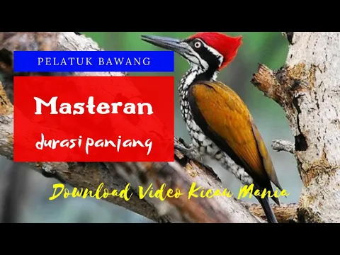 Download MP3 Masteran Pelatuk Bawang mp3 | Suara Masteran Pelatuk Bawang