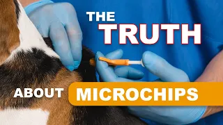 Why Every Dog Owner NEEDS to Know About Microchips
