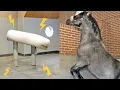 Download Lagu MY STALLION'S FIRST TIME ON A DUMMY MARE