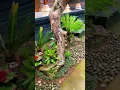 Download Lagu Landscape bali #bali #bromelia #garden