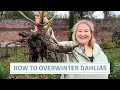 Lagu Moet je dahlia's uitgraven? 🌿 | Mijn volledige overwinteringsgids // Cottoverdi