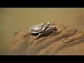 GEOFFROYS SIDE-NECKED TURTLE geoffroanus