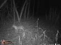 Indiana Bobcats