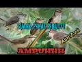 Download Lagu Suara pikat prenjak klik/ciblek sawah paling ampuh ribut😱Anti zonk di jamin pasti dapat‼️