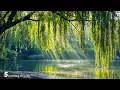 Download Lagu Prachtige ontspannende muziek - Herstelt het zenuwstelsel met zingende vogels