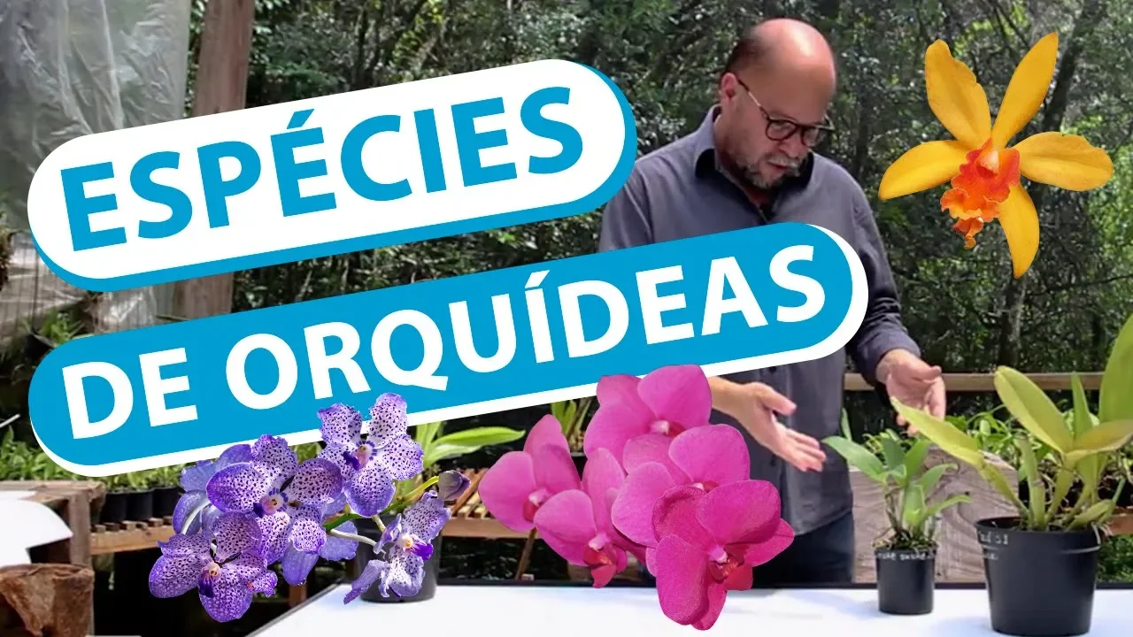 ESPÉCIES DE ORQUIDEAS