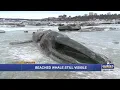 Scientific sampling of Anchorage fin whale continues after temps cool