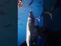 Download Lagu ikan hiu, hewan laut#ocean #animals #faktaunik #orca #shark #music #explore