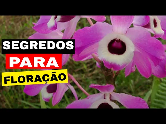 APRENDA FORÇAR SUA ORQUÍDEA A FLORIR
