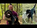 Leroy s progress from aggressive breeding dog to gentle giant is remarkable Lee Asher